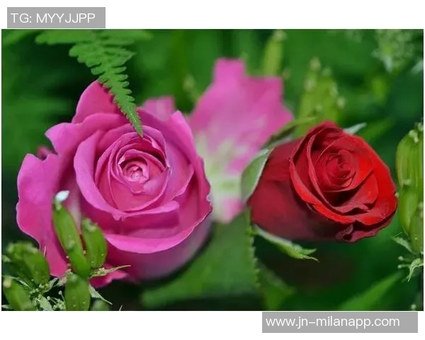 热刺帕利尼亚未来不确定留队可能性低于预期分析